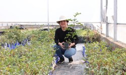 Büyükşehir'den üreticiye keçiboynuzu fidanı desteği
