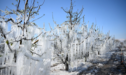 Antalya'da çiftçinin diken üstünde bekleyişi başlıyor