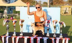 Aladar, 1500 köpek arasında Türkiye şampiyonu oldu