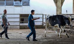 Hayvan yakalama timi bayrama hazır