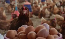 Kümes Hayvancılığında Mart 2026 Verileri Açıklandı: Yumurta Üretiminde Güçlü Artış