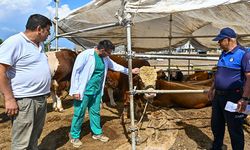 Muratpaşa Kurban Bayramı'na hazır