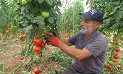 Antalya'da yazlık domates hasadı başladı