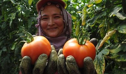 FAO Verilerine Göre En Fazla Domates Üreten 10 Ülke