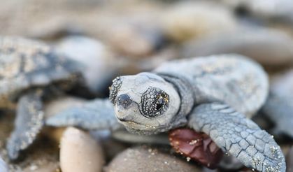 27 yıllık çaba: Binlerce yavrudan  yüzlercesi hayatta kalabiliyor