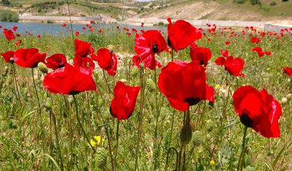 Son cemre toprağa düştü: Baharın habercisi