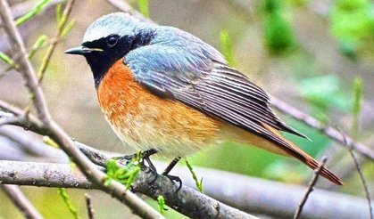 Antalya’da göç başladı: 3 günde 103 kuş türü görüntülendi