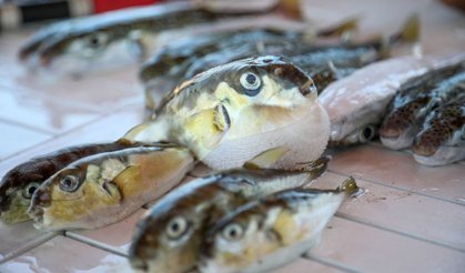 Balon balığına darbe: 50 milyonun önü kesildi