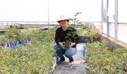 Büyükşehir'den üreticiye keçiboynuzu fidanı desteği