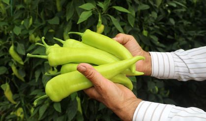 Üreticiden market rafına uzanan fiyat farkı