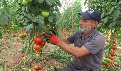 Antalya'da yazlık domates hasadı başladı