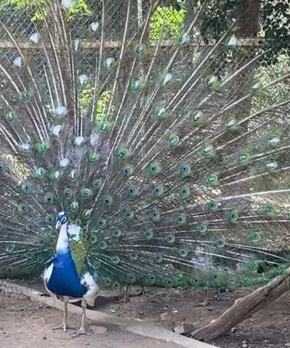 Büyükşehir'den Antalya Çevik Kuvvet'e tavus kuşu hediyesi