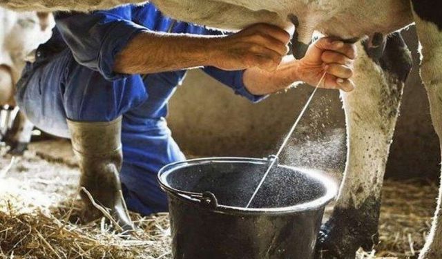 Ticari süt işletmeleri milyon tonu aşkın inek sütü topladı