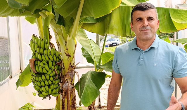 Manavgat’ta hobi bahçesinde zeytin ve muz hasadı