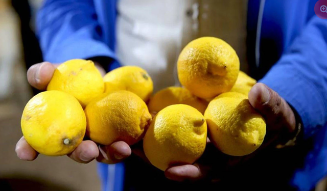 Limon ihracatı geçici süreyle durduruldu