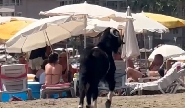 Bıçağın altından güneşin altına: Keçinin tatil kaçamağı