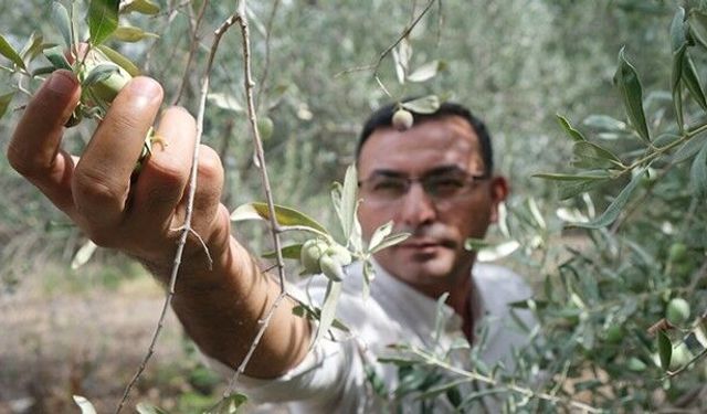 Antalya’da zeytinyağında kalite yarışı için son gün 15 Ocak