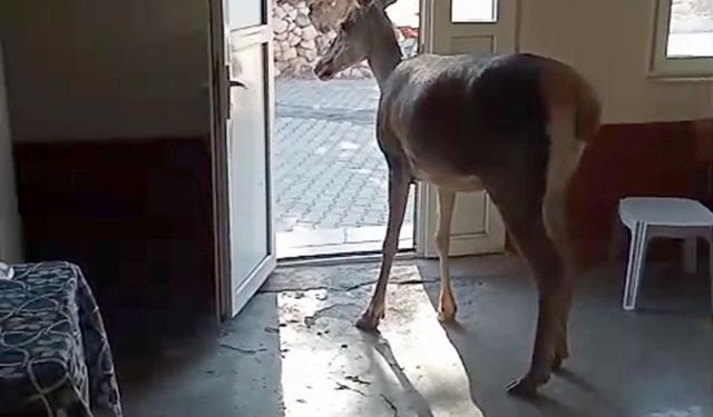 Nesli tükenen geyik kahvede görüldü