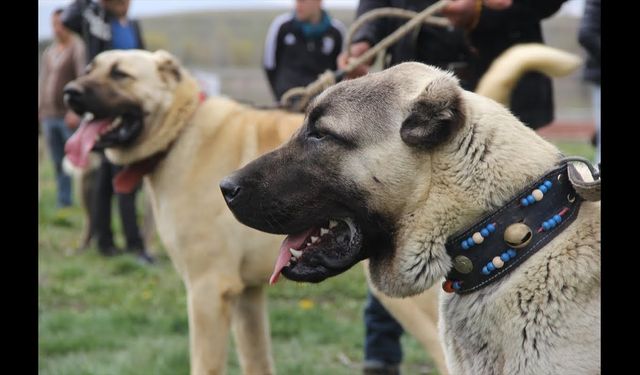 2025'te hayvan dövüşleri ve yasadışı ticareti arttı