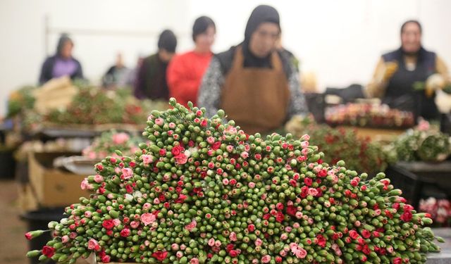 12 milyon dolarlık Noel çiçeği