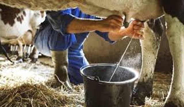 Süt üretiminde kritik eşik: Maliyet 40 kuruş arttı