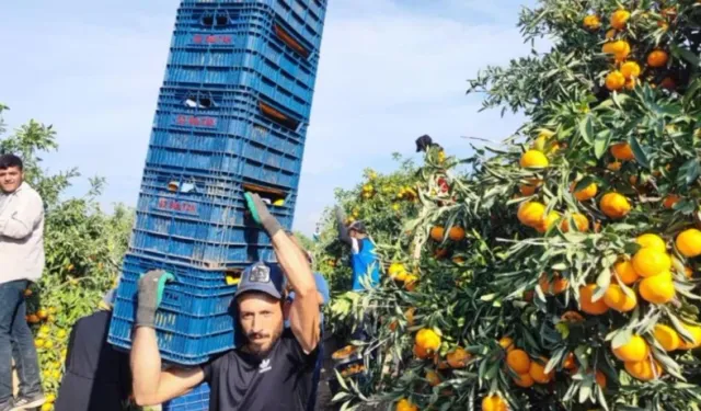 İşçiler grev yapınca mandalina ağaçta kaldı