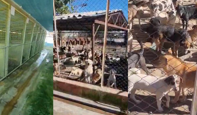110 köpeğe 16 beton sığınak: Kemer’de hayvan refahı alarm veriyor