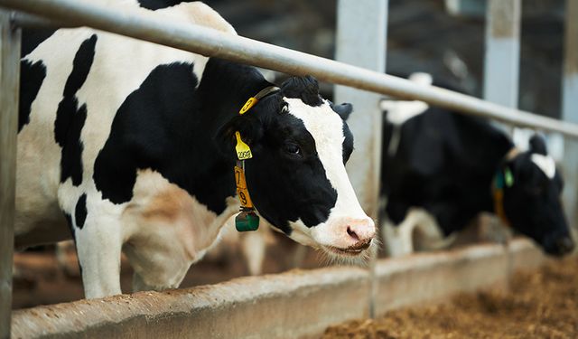 UKON’dan çarpıcı hesaplama: Et fiyatı Haziran’da 780 lirayı bulabilir