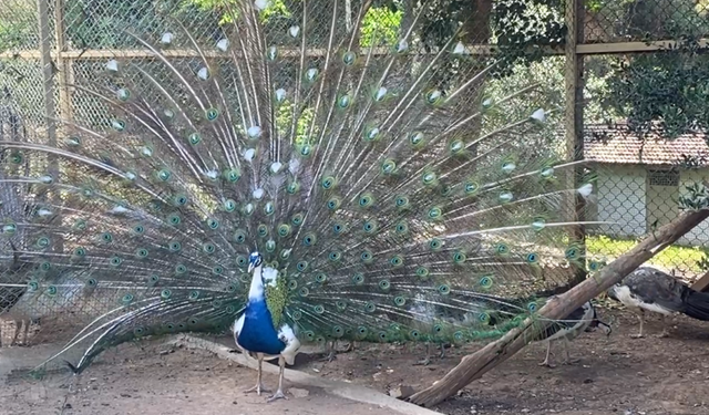 Büyükşehir'den Antalya Çevik Kuvvet'e tavus kuşu hediyesi