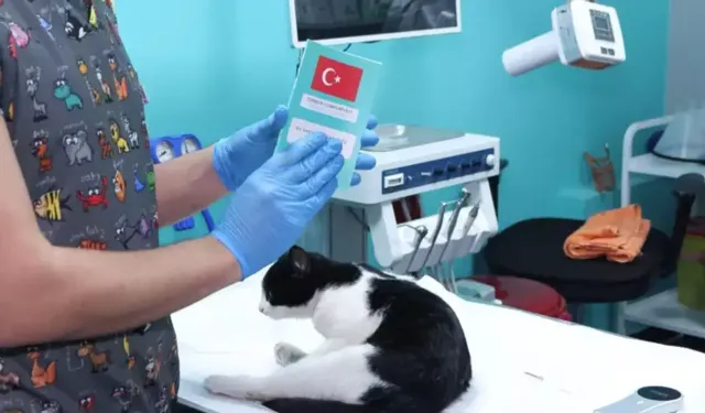 Çip uyarısı: Antalya’da kedi ve köpekler için süre bitiyor