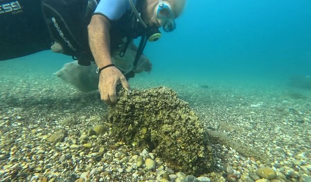 Antalya Körfezi’nde ekolojik alarm: Kayalıkları istilacı midyeler ele geçirdi