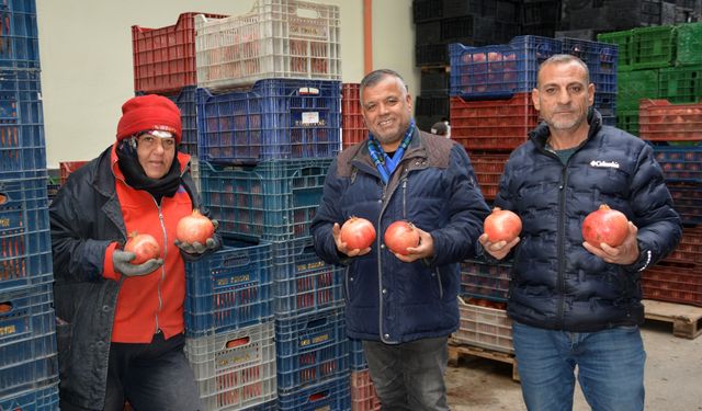 Korkuteli'nde soğuk havadaki narlar ihracata çıktı