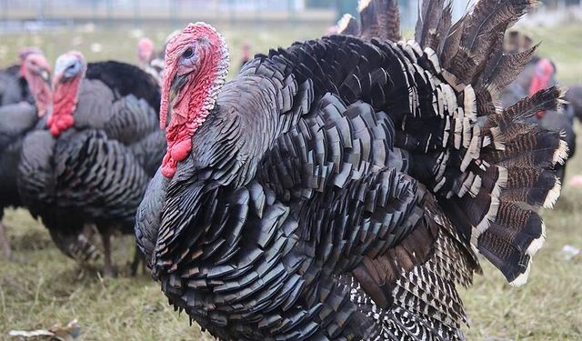 Bu yılbaşı Hindi  kaç liraya sofraya gelir?