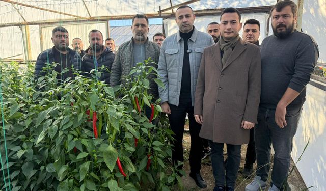 Biber üreticisi zararda: Hasat etse bir dert, etmese başka bir dert