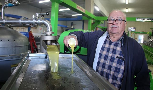 Zeytin  bu sene Kumluca'nın yüzünü güldürdü