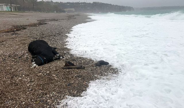 Antalya’yı sağanak vurdu, sahilde ölü boğa bulundu