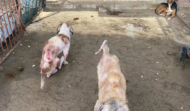 Finike’de belediye barınağı utancı: hayvanlar perişan, savcılık devrede