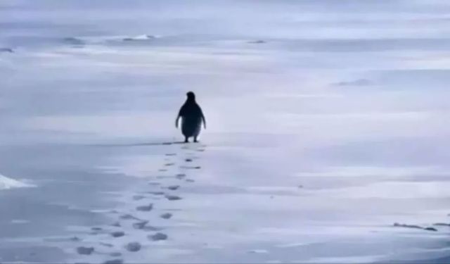 "O nihilist penguen aslında modern insanın ta kendisi"