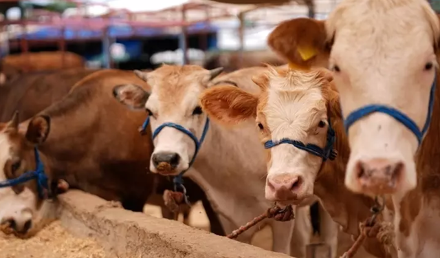 Antalya’daki Üreticiye Şap Aşısı Uyarısı