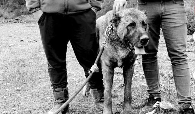 "Yavru köpeklerin kulakları kesilip dövüştürülüyor"