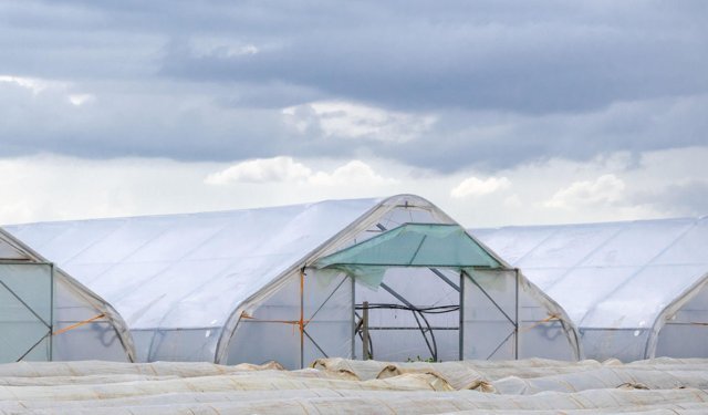Antalya'da seralarda 'düşük ışık afeti' ürünü bozdu