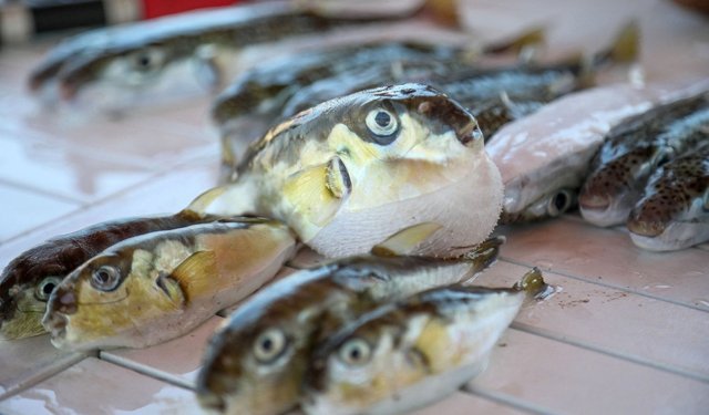 Balon balığına darbe: 50 milyonun önü kesildi