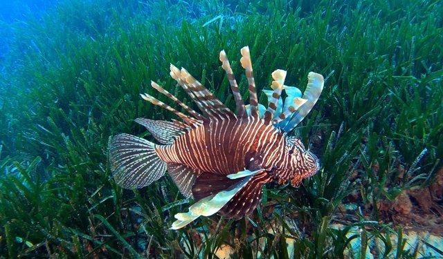 Akdeniz’de göçmen türler ekosistemi değiştiriyor