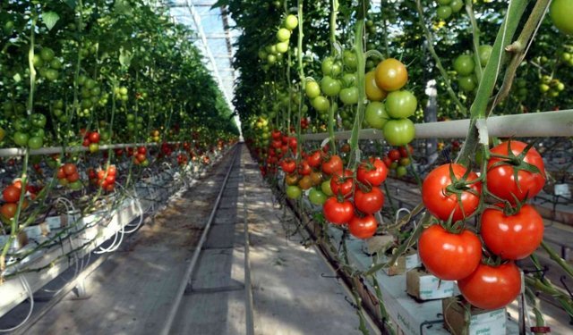 Topraksız sera yatırımı 2,5 Milyar dolara ulaştı