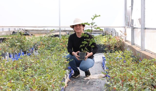 Büyükşehir'den üreticiye keçiboynuzu fidanı desteği