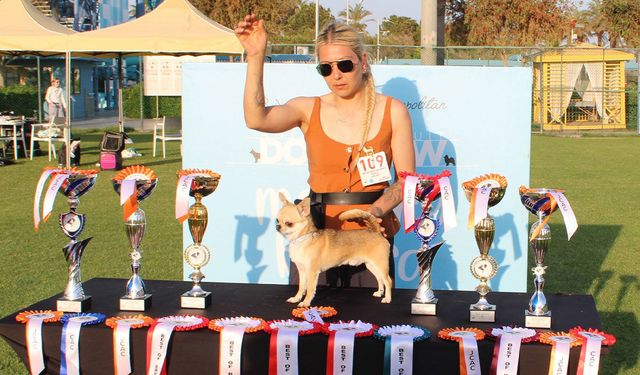 Aladar, 1500 köpek arasında Türkiye şampiyonu oldu