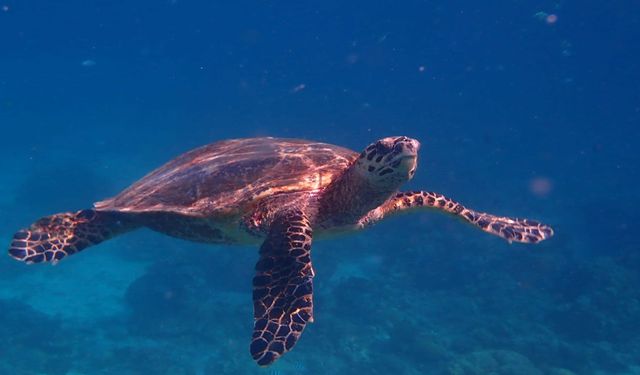 Belek'te 32 yıllık caretta mücadelesi