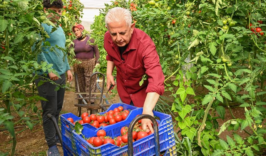 Demre Belediye Başkanı 1 Mayıs'ta serada çalıştı