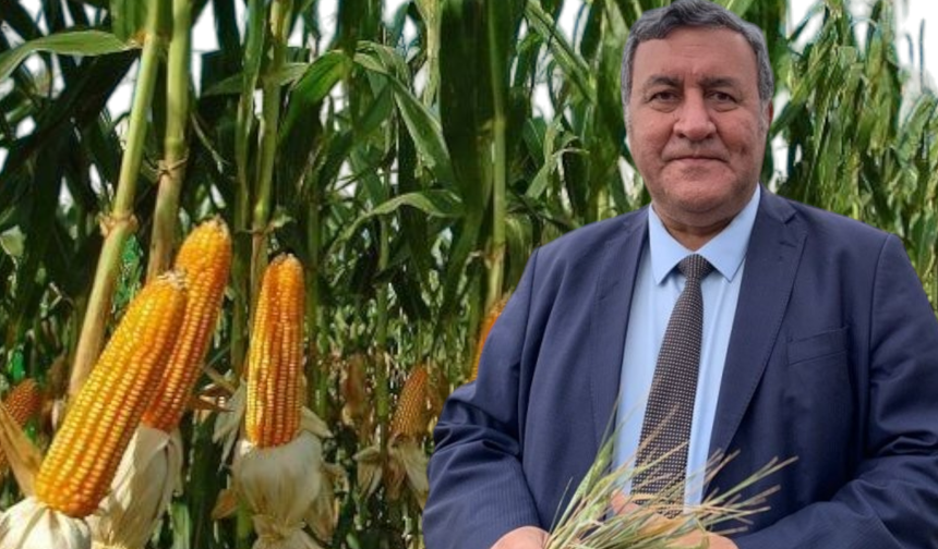 Sıfır gümrükle mısır ithalatı: CHP'li Gürer: "Mısır üretimi bitirilmek mi isteniyor?"
