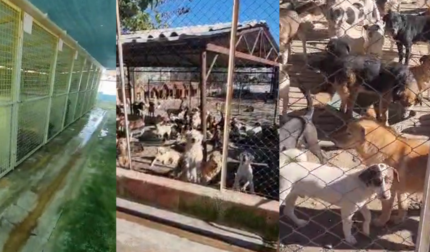 110 köpeğe 16 beton sığınak: Kemer’de hayvan refahı alarm veriyor